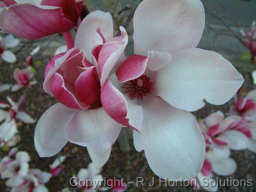 Magnolia Pink 